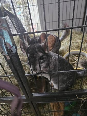 Image 3 of 15 month old female chinchillas