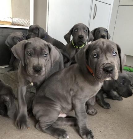 Image 15 of 3 GIRLS LEFT!12 Healthy Chunky Solid Blue Great Dane Puppies