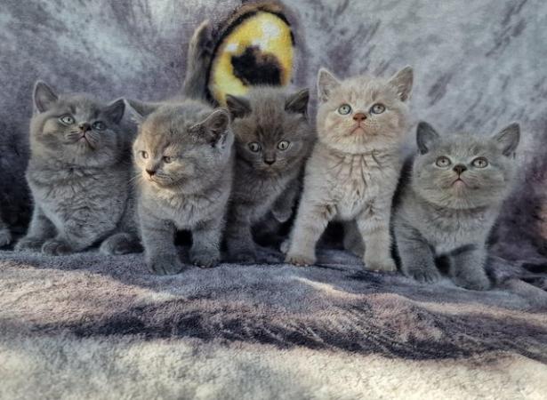 Image 1 of Amazing and Friendly British Shorthair Kittens for sale!!!