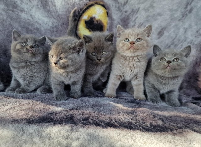 Preview of the first image of Amazing and Friendly British Shorthair Kittens for sale!!!.