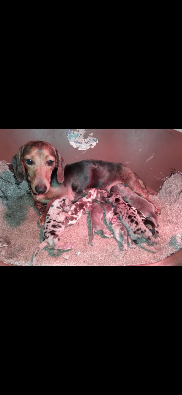 Preview of the first image of Miniature dachshunds puppies.