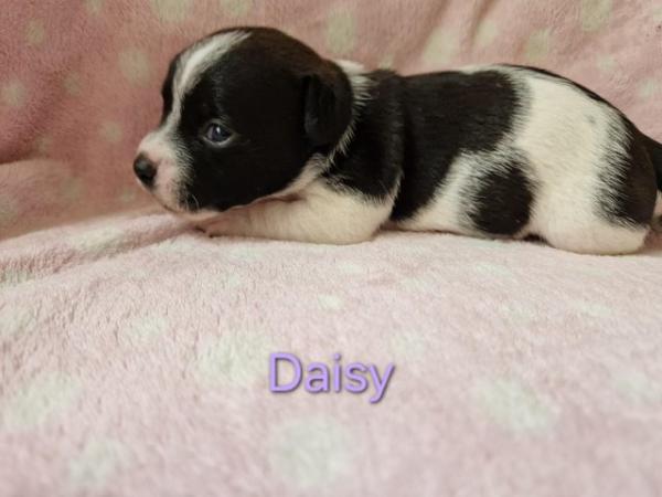 Image 7 of 2 Jack Russell Puppies For Sale