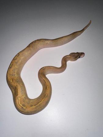 Image 4 of Royal Pythons Pied Clown Highway Ivory BEL Adults and CB23