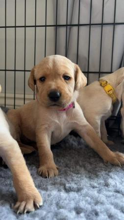 Image 3 of Brilliantly well socialised pedigree Labrador puppies