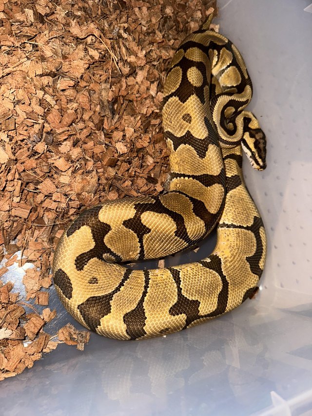 Preview of the first image of Lovely adult male spotnose enchi 100% het clown ball python.