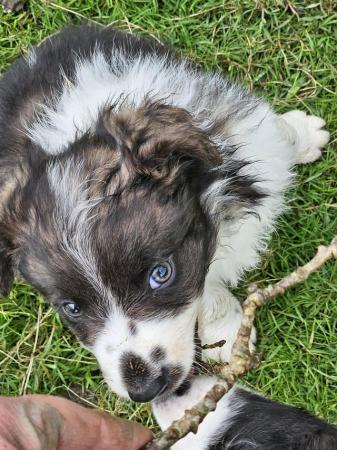 Image 3 of Beautiful border collie puppies