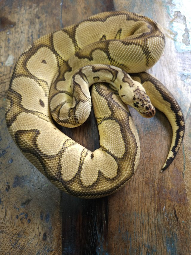 Preview of the first image of Firefly Clown 1.0 Male Ball Python.