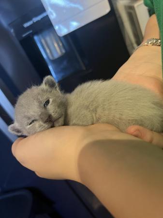 Image 3 of Gorgeous Russian blue kittens