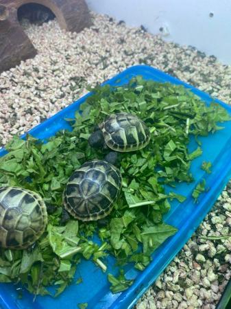 Image 5 of Hatchling Hermann baby tortoises