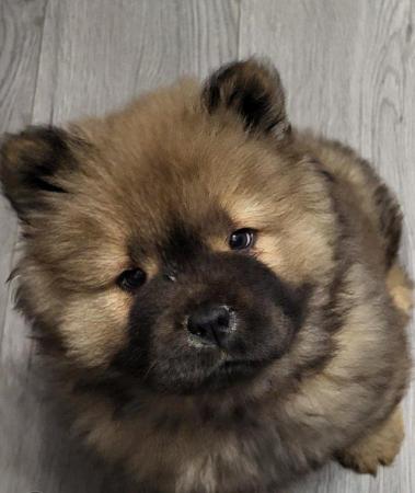Image 12 of Ready now Kc Chowchow Puppies