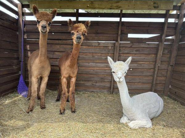 Image 2 of *Prices reduced* Male alpacas looking for new homes!