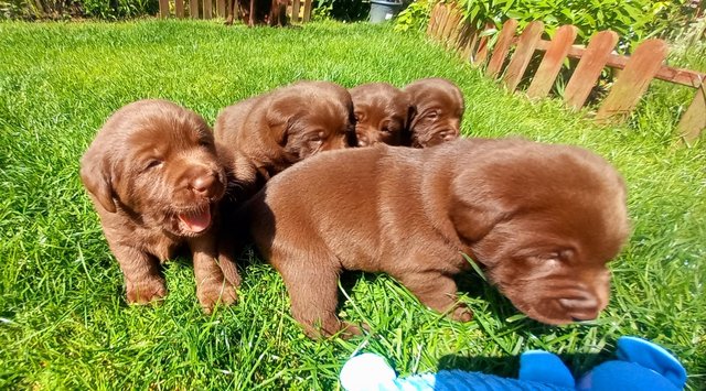 Preview of the first image of KC Chocolate Labradors Puppies.