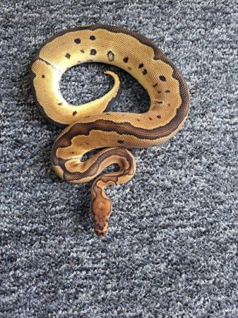 Image 8 of Royal python collection - REDUCED PRICES