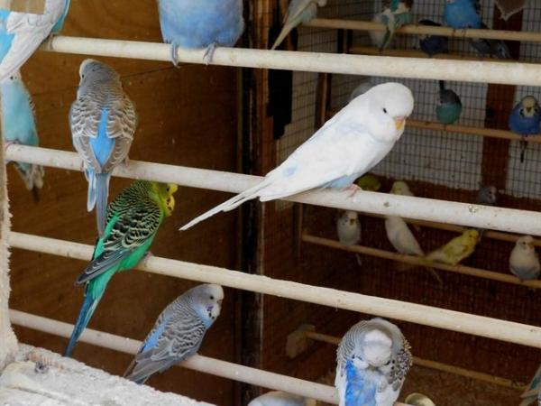 Image 9 of Budgies For Sale. Ideal Pets (Friendly) + Suit for Aviaries
