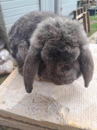 Image 4 of Beautiful male French lop rabbit