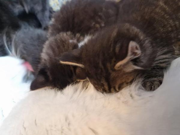 Image 2 of Last 2 maine coon x bsh kittens