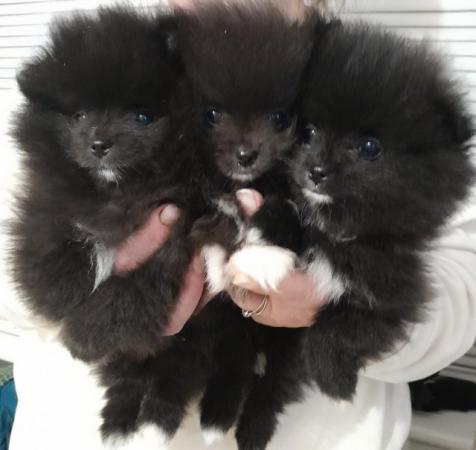Image 6 of Kc register Pomeranian puppies