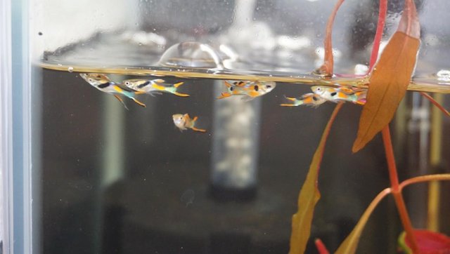 Preview of the first image of Endler Guppies (Poecilia Wingei).