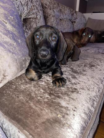 Image 15 of Stunning wire dachshund girls for sale ready to leave