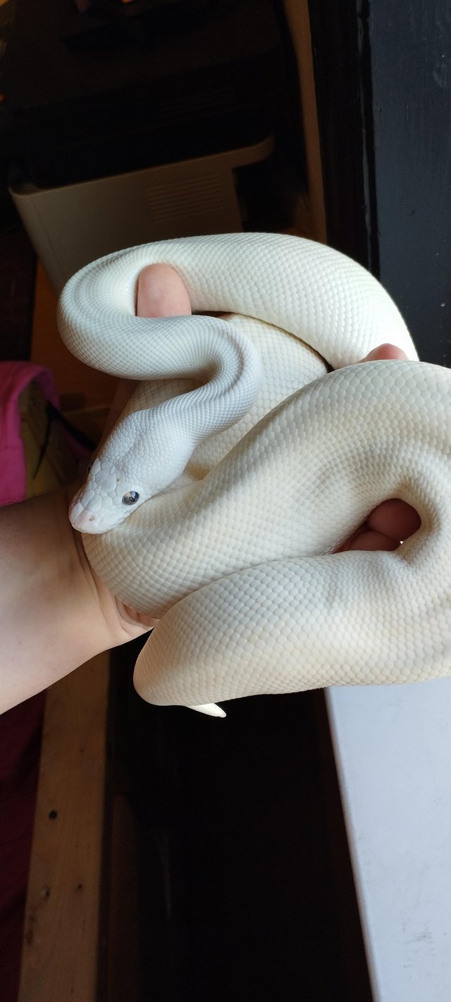 Preview of the first image of Female Mojave and a Male Lesser Mojave both for £150.