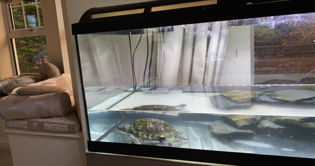 Image 6 of Turtle and tank 180 L complete with rock