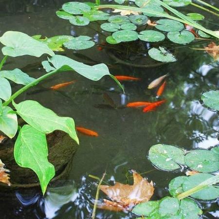 Image 1 of Pond fish wanted for large pond