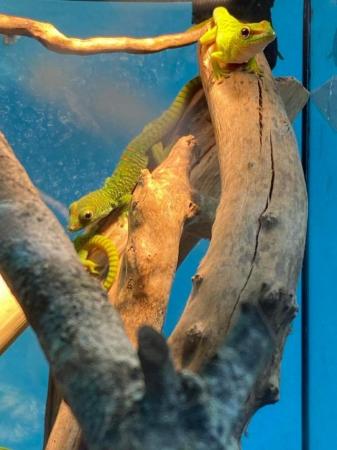 Image 2 of Captive bred giant day gecko 6 months old