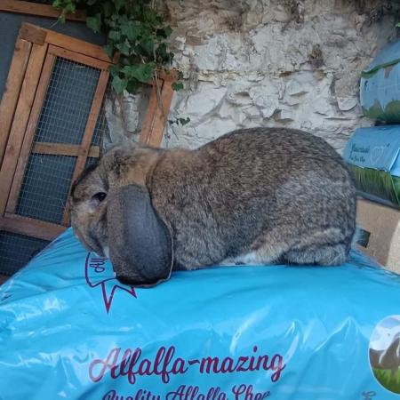 Image 4 of French lop breeding rabbits show type. Two trios chinchilla
