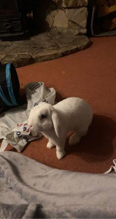 Image 1 of 6 year old white holland lop