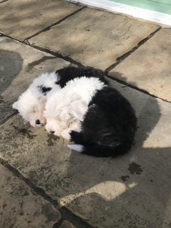 Image 1 of KC registered Old English Sheepdog Puppies