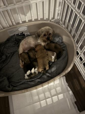 Image 4 of 4 beautiful shorkie puppies for sale