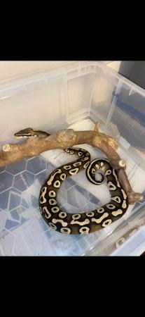 Image 3 of Royal/ball python female for sale!