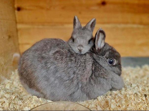 Image 5 of Netherland Dwarf Bunnies for Sale!