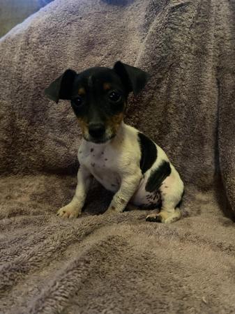 Image 1 of Beautiful jack Russell terrier puppies