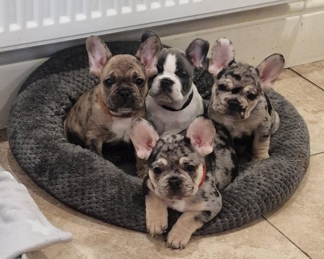 Preview of the first image of 8 week old french bulldog pups for sale.