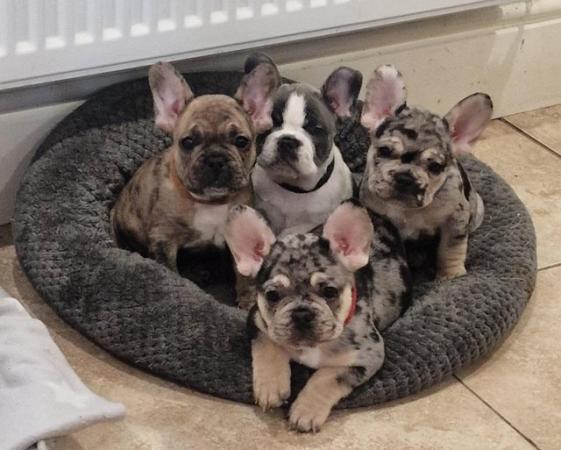 Image 1 of 8 week old french bulldog pups for sale