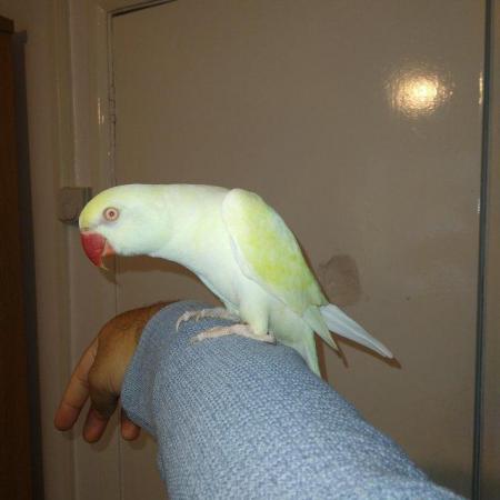 Image 3 of Albino Ringneck Parrot HAND TAME DOES NOT BITE