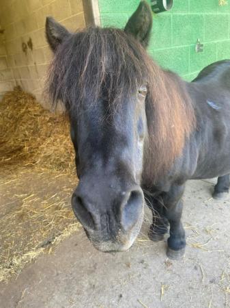 Image 1 of Wanted 15.2~16hh safe hack experienced kind home