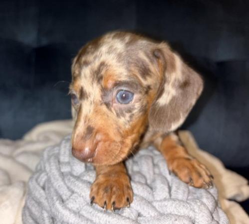 Image 6 of KC Registered Miniature Dachshund puppies.