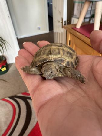 Image 3 of Horsefield Tortoise for sale