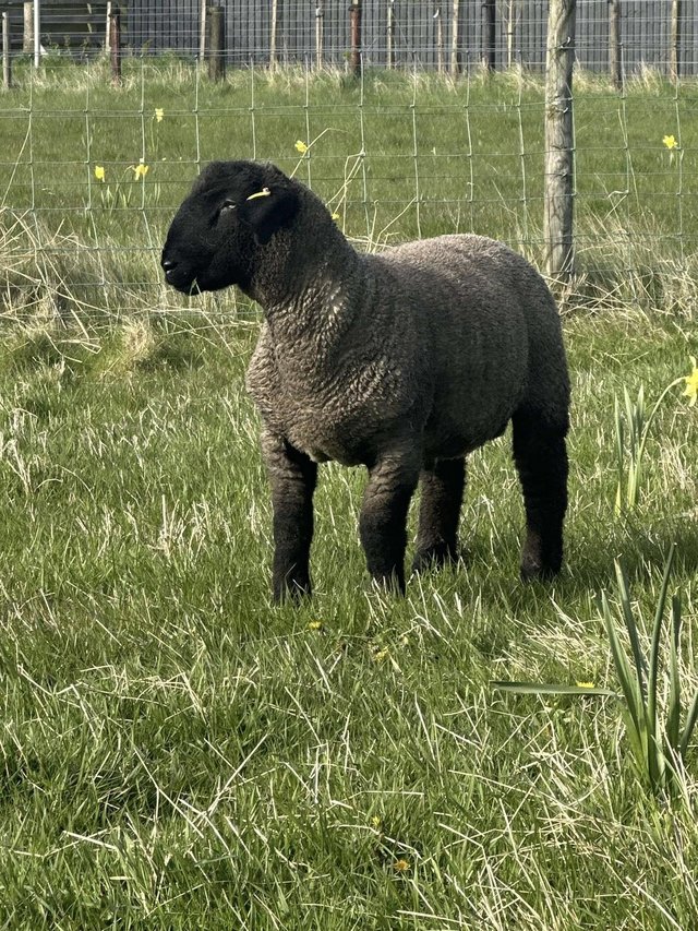 Preview of the first image of Pedigree Suffolk ram lambs.