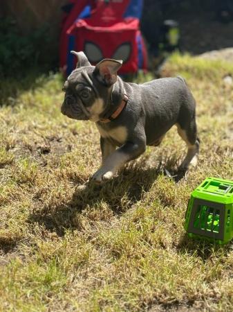 Image 6 of French Bulldog Puppies KC Registered