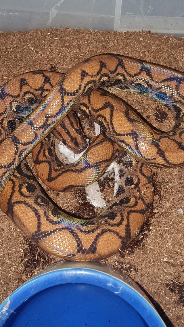 Preview of the first image of CB22 male Brazilian rainbow boa.