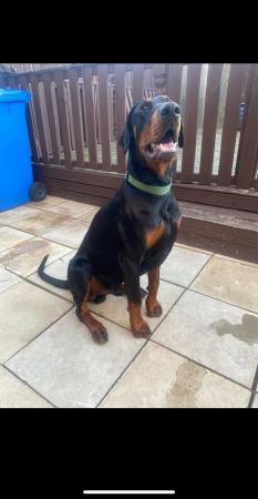 Image 2 of For sale Gorgeous male8month old Dobermann