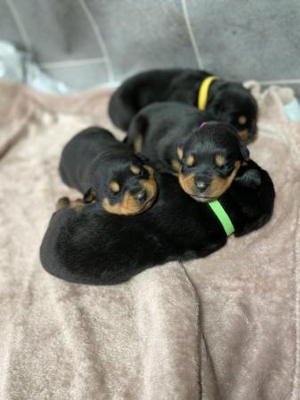Image 10 of KC registered Rottweiler puppies ready to leave