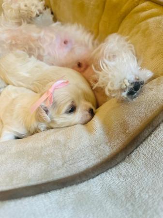 Image 8 of ?? Adorable Maltese Puppies for Sale! ??