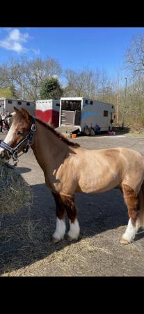 Image 1 of Handsome Welsh section A gelding 11.2h 4yrs