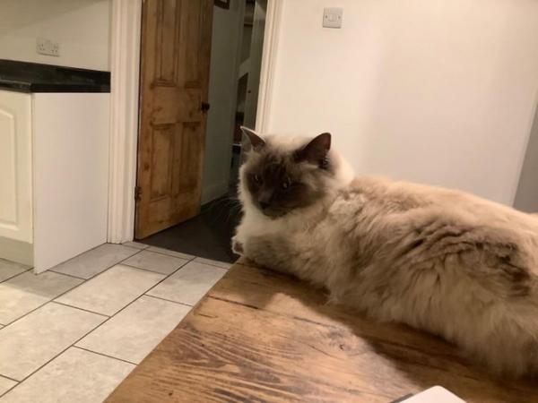 Image 7 of 5 year old male Ragdoll cat needing special home rehome blue