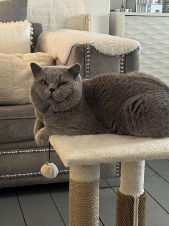 Image 1 of 11 weeks ok ready soon - BSH kittens GCCF active registered
