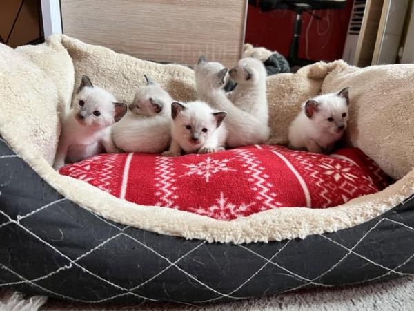 Image 4 of Siamese kittens,ready now only 2 boys left